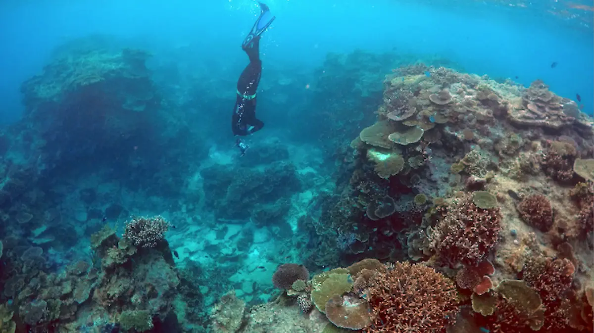 Arrecifes de coral tienen los días contados por el calentamiento global